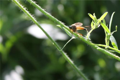 Réf. 360 537 : Rhagio tringarius
